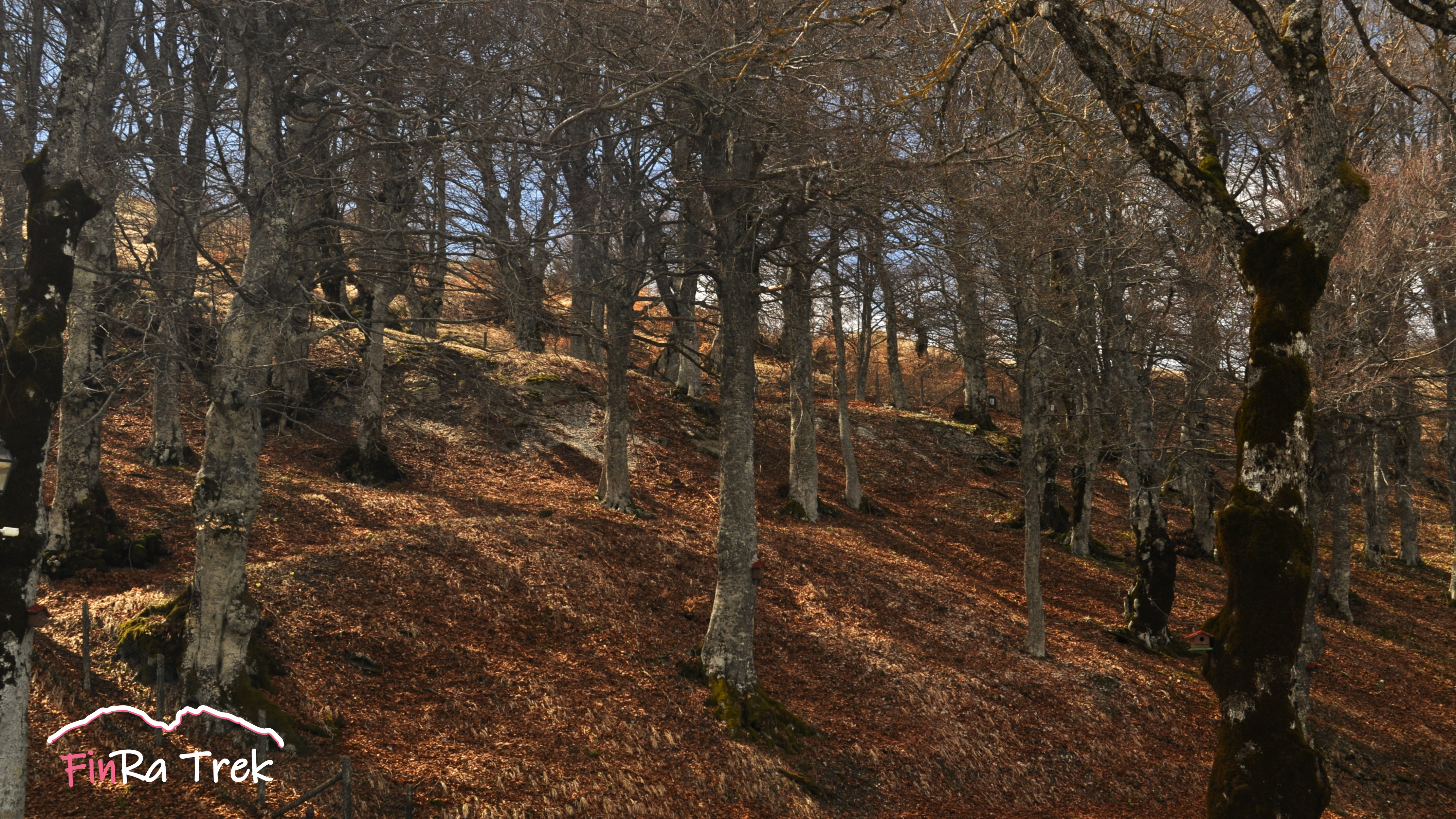 Faggeta di Pianacquadio