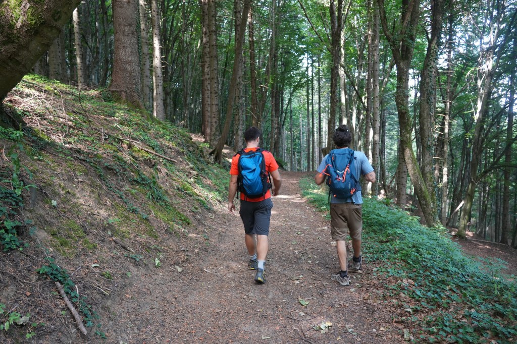 Il bosco del Monte Montone